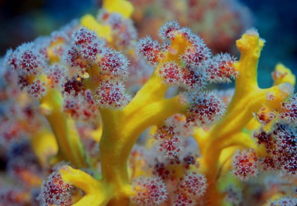 SOFT CORAL