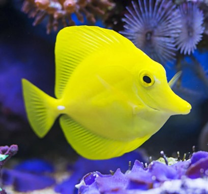 TANGS & RABBITFISH