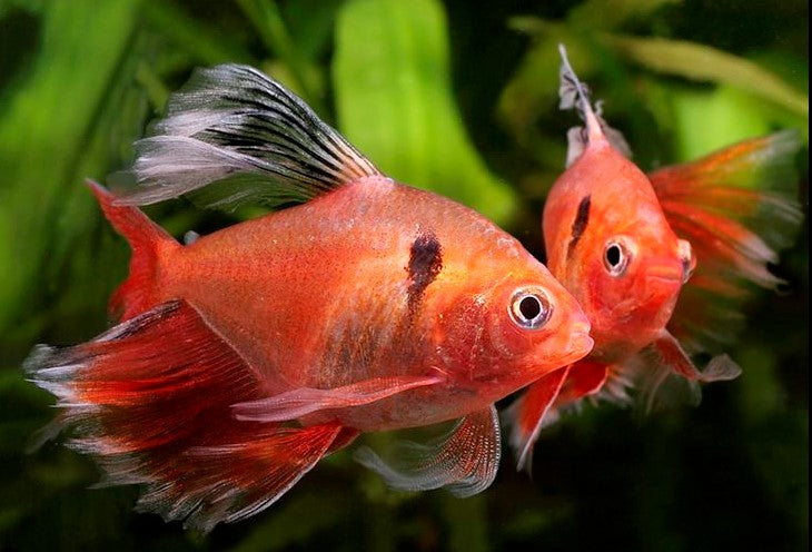 TETRA