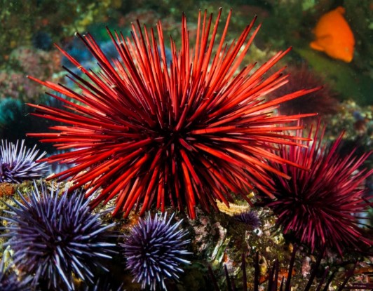URCHINS