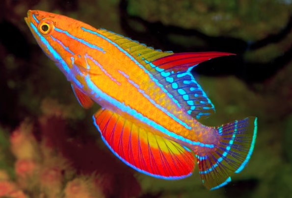 WRASSES