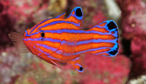 BASSLETS & DOTTYBACKS