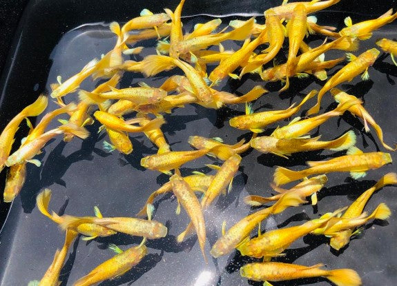 A group of bright yellow 24K Gold Guppies viewed from above.