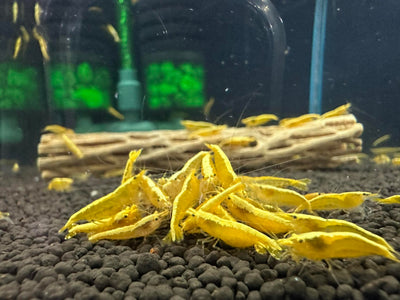 Yellow Golden Back Shrimp (Neocaridina davidi)