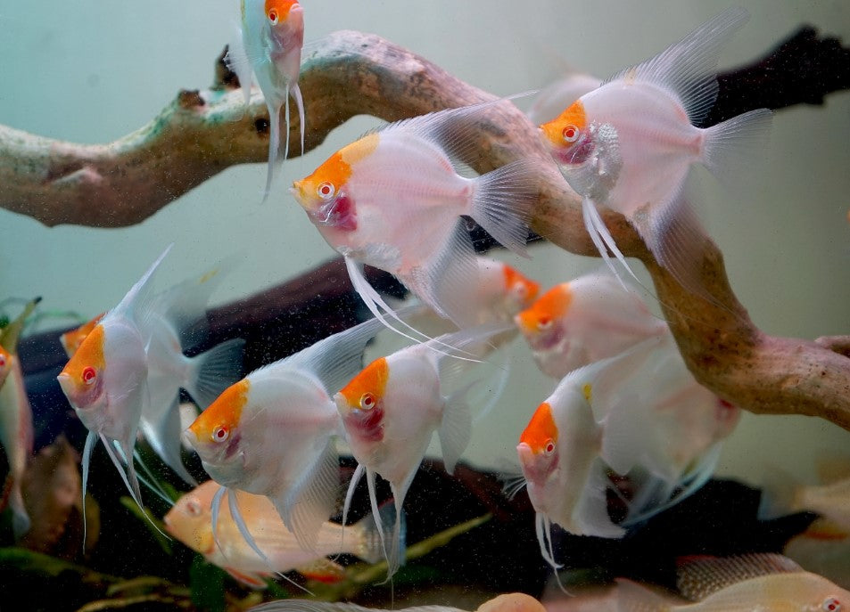 Albino Red Cap Angelfish