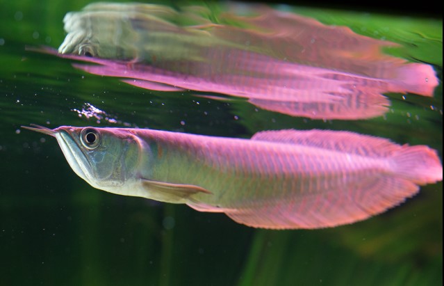 Reference photo of Silver Arowana