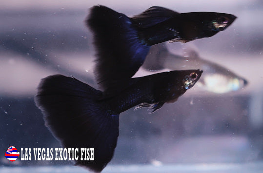 BLACK MOSCOW GUPPY