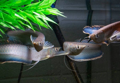 Black Arowana (Osteoglossum Ferreirai)