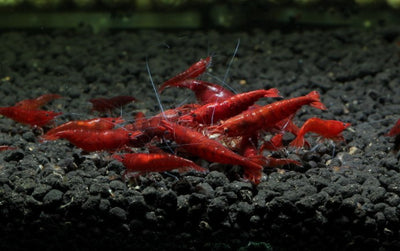 Bloody Mary Shrimp (Neocaridina davidi)