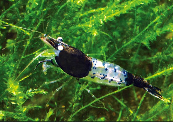 Reference photo of Neocaridina Black Rili
