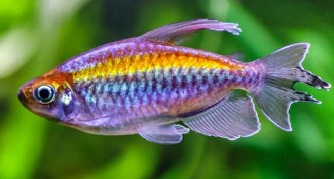 Reference photo of Congo Tetra
