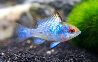 Electric Blue Ram