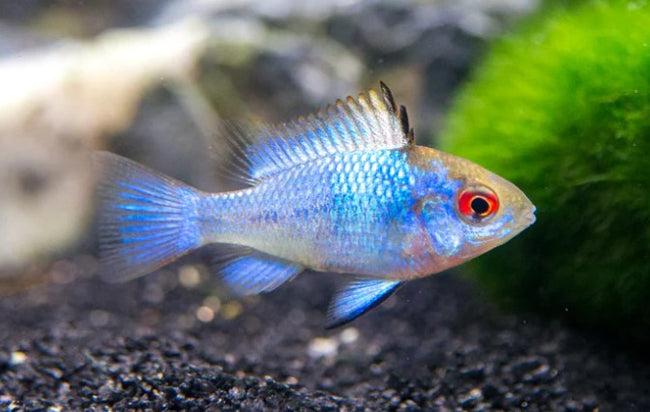 Electric Blue Ram