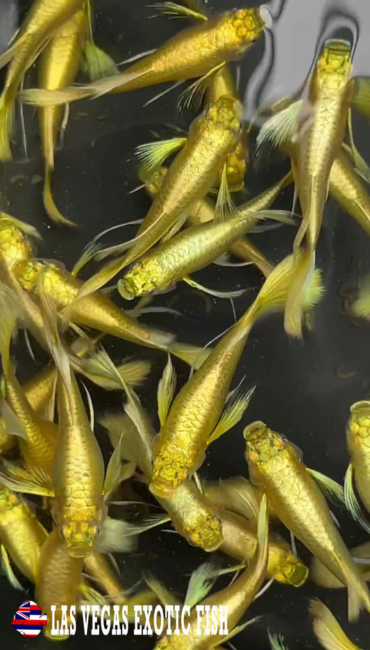 FULL GOLD GENES GUPPY