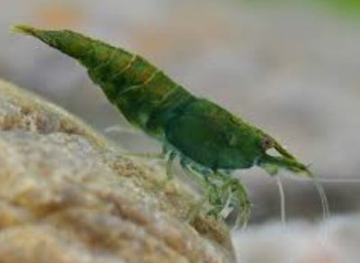 Green Jade Shrimp (Neocaridina davidi)