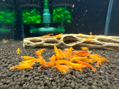 Orange Sunkist Shrimp (Neocaridina davidi)