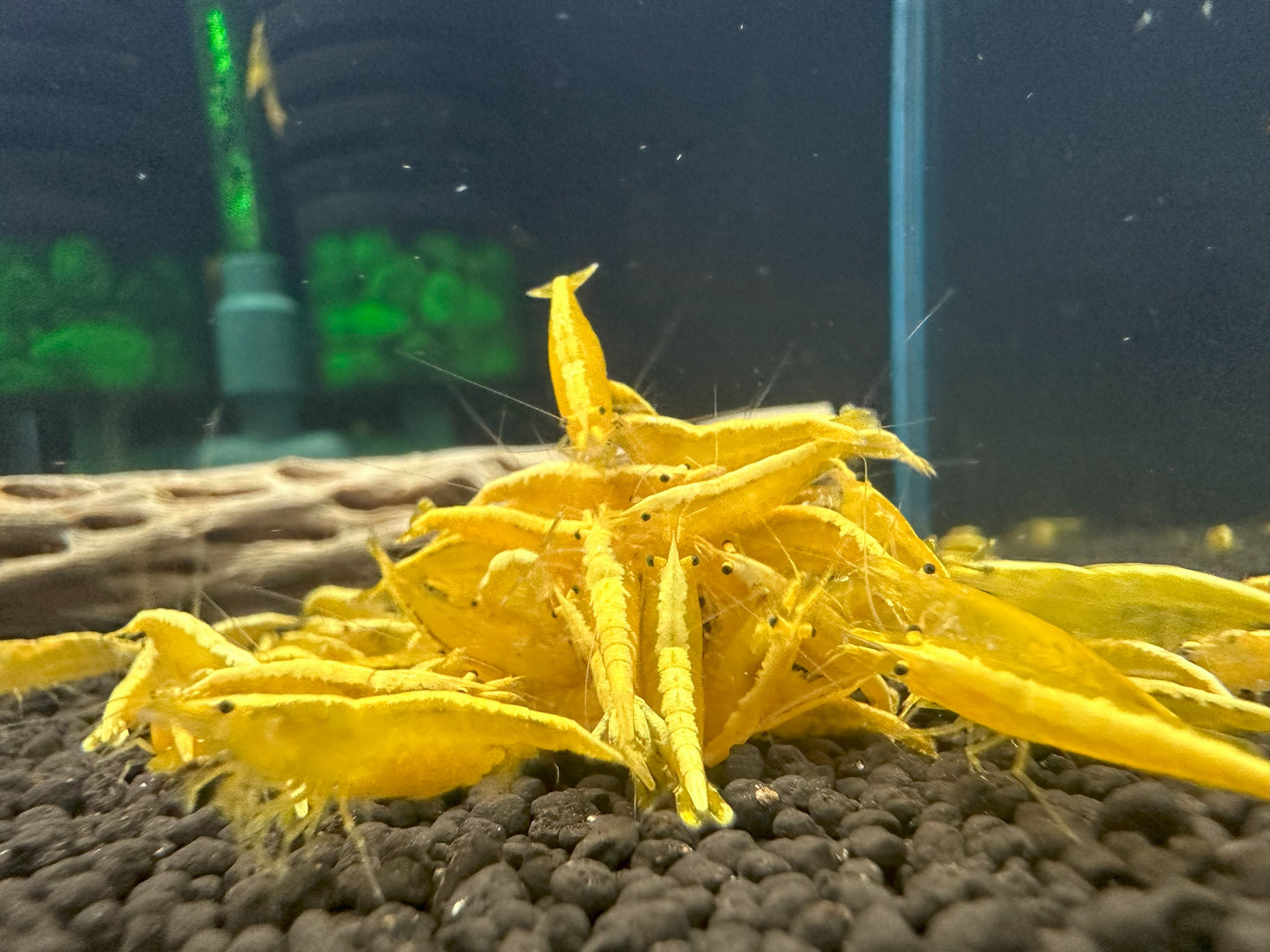 YELLOW GOLDEN BACK SHRIMP