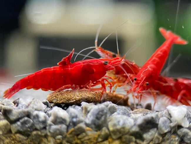Reference photo of Neocaridina Red