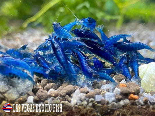 BLUE DREAM SHRIMP