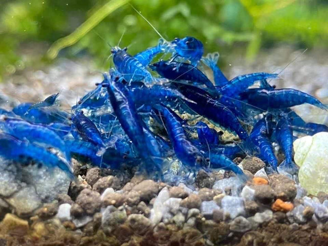 Reference photo of Neocaridina Blue Dream