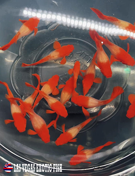 KOI RED EAR GUPPY