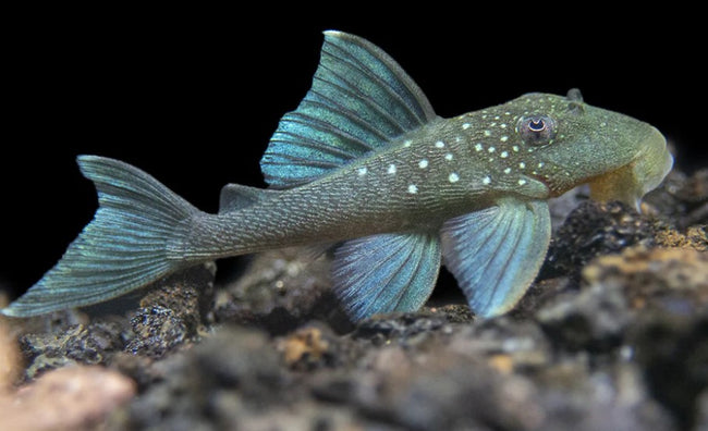 Reference photo of Blue Phantom Pleco