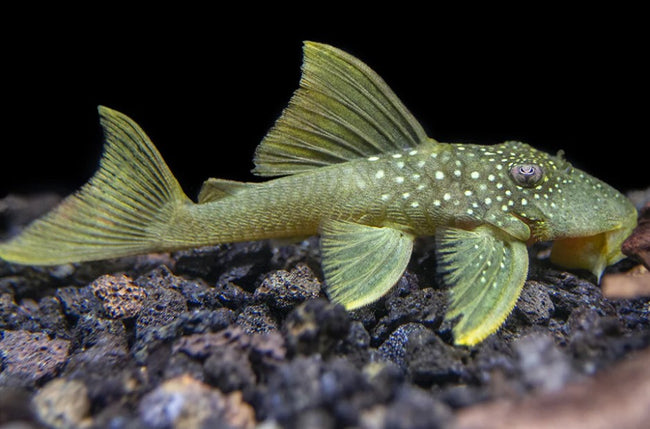 Reference photo of L200 Green Phantom Pleco