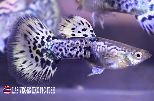 LEOPARD BDS HM GUPPY