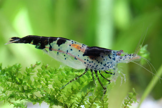 CARBON RILI SHRIMP