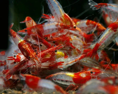 Red Rili Shrimp (Neocaridina davidi)