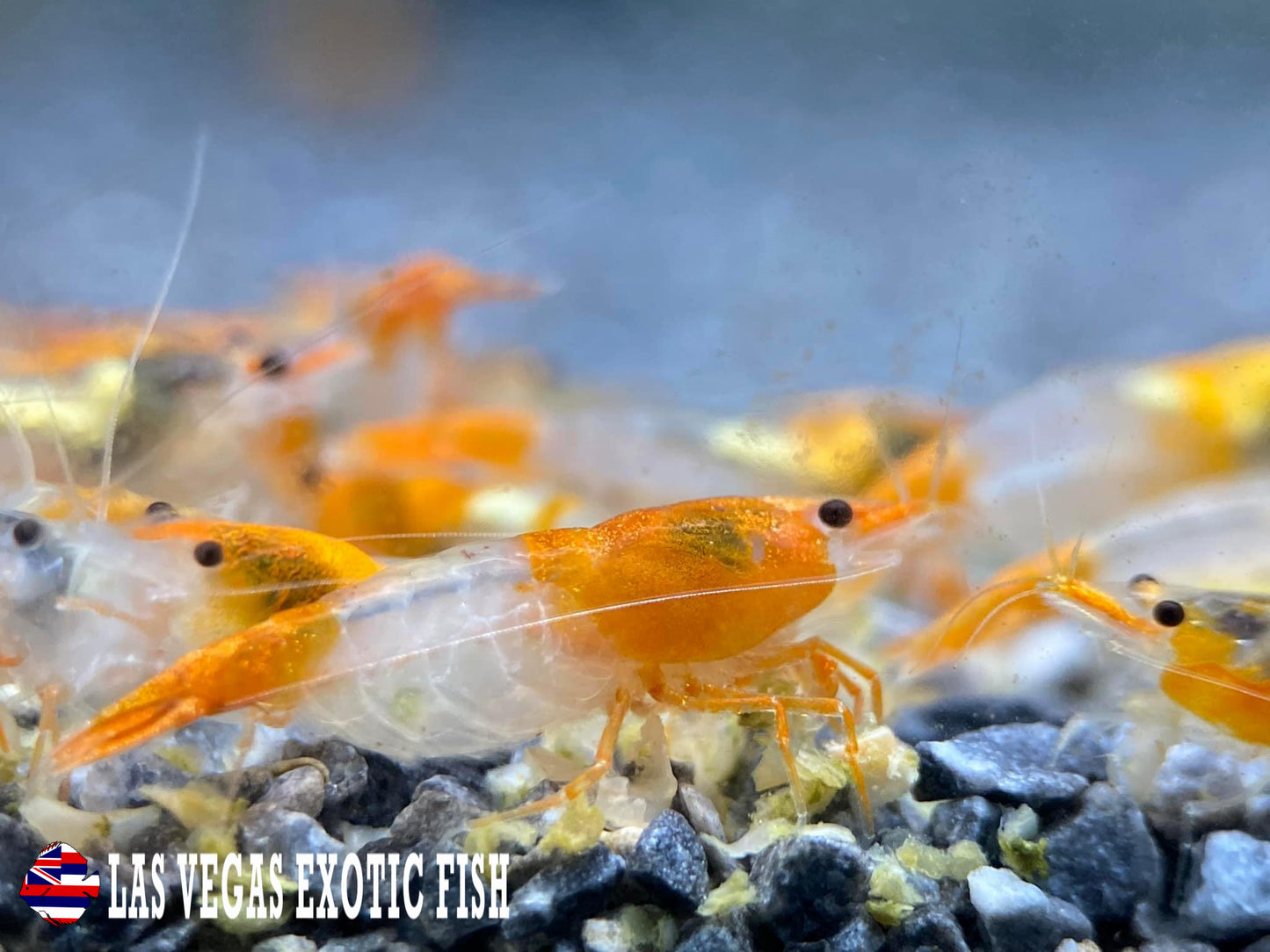 ORANGE RILI SHRIMP