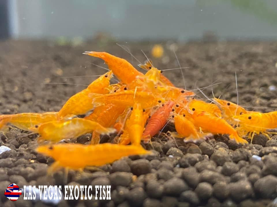 ORANGE SUNKIST SHRIMP