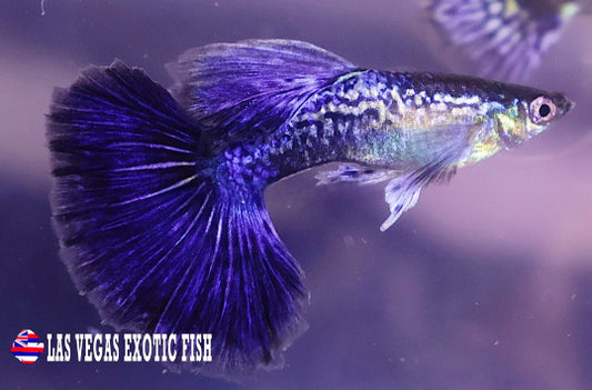 PURPLE DRAGON GUPPY