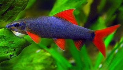 Rainbow Shark