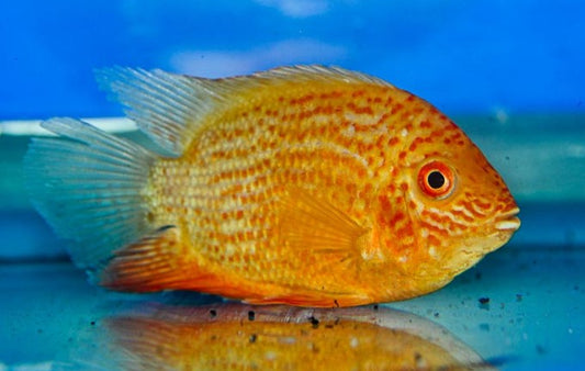Red Spot Severum