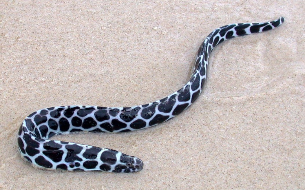 Tessellated Eel