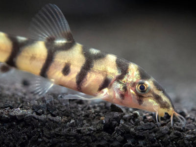 Yo-Yo Loach