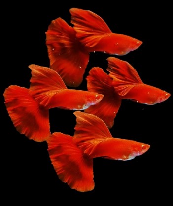 Four Albino Full Red Guppies with flowing red fins against a black background.