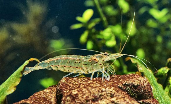 Amano Shrimp