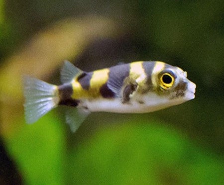 Amazon Puffer