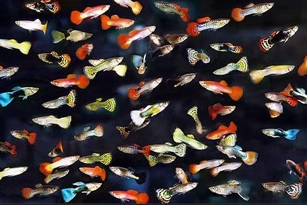 Assorted Fancy Guppy in a variety of colors