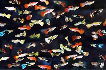 Assorted Fancy Guppy in a variety of colors