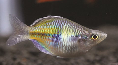 Reference photo of Balloon Neon Rainbowfish