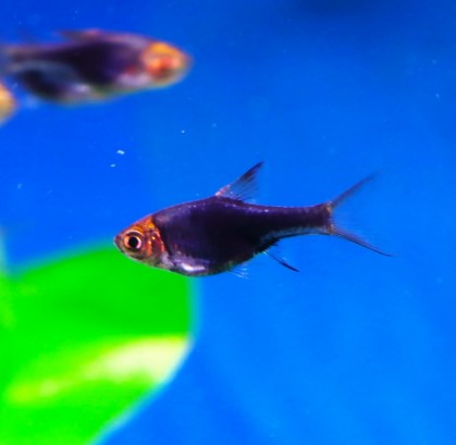 Reference photo of Black Harlequin Rasbora