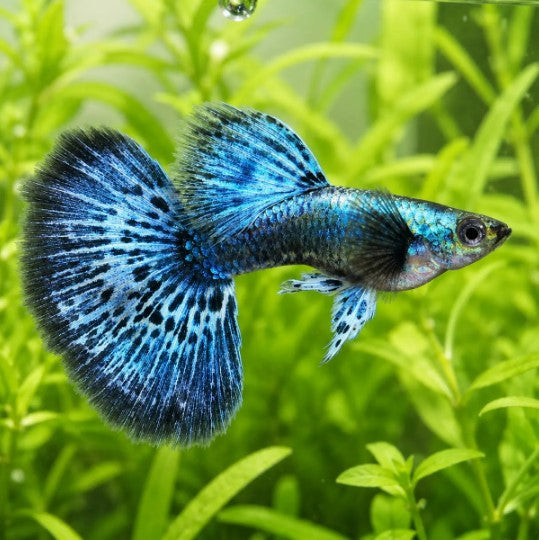 Blue Dragon Guppy with blue and black patterned fins in a planted aquarium.