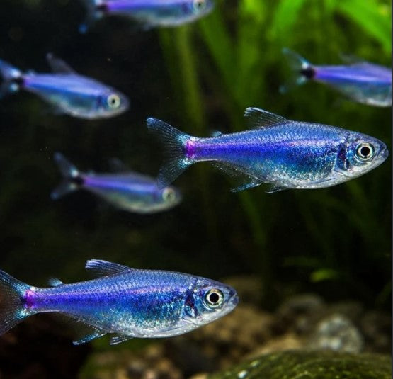 Blue King Tetra