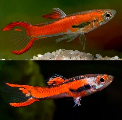Two views of bright orange-red Chili Endlers with black markings.