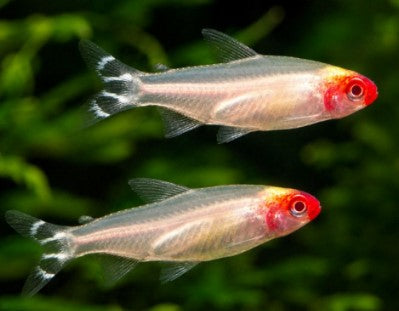 Golden Rummy Nose Tetra