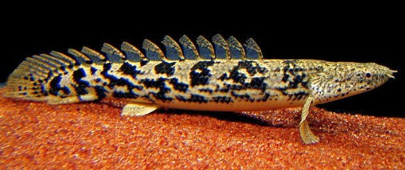 Reference photo of Guinea Bichir