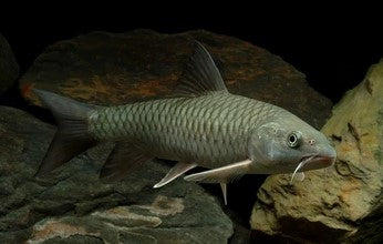 Holland Carp